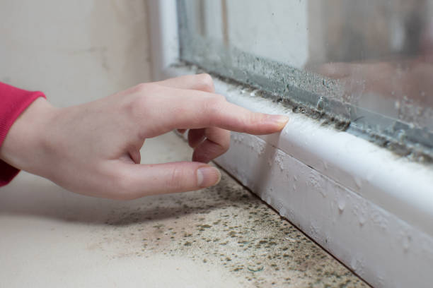 Best Emergency Mold Remediation  in Pottstown, PA