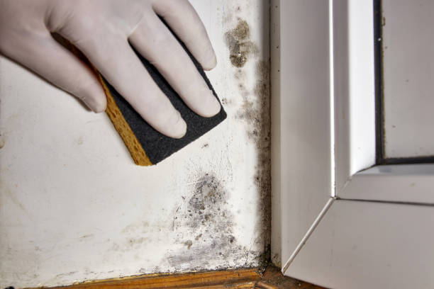 Trusted Pottstown, PA Mold Removal Experts